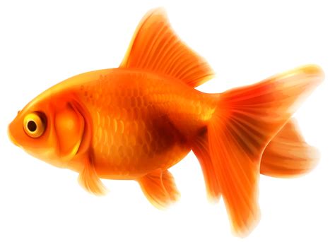 Goldfish PNG transparent image download, size: 3000x2174px