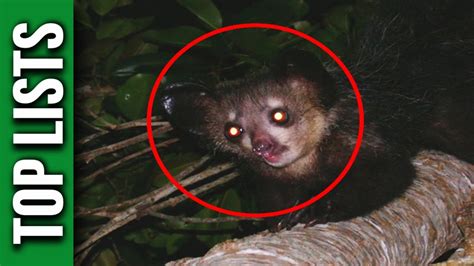 10 Animals You Didnt Know Existed Youtube