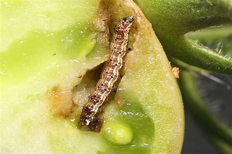 Tomato Fruitworm And Green Looper Macro In Photography On Forums