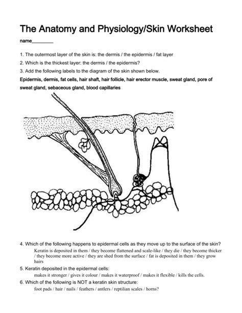 Anatomy And Physiology Worksheets — Db