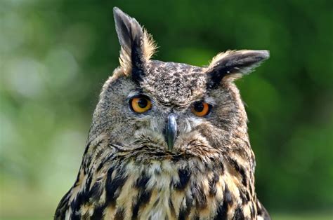 Eurasian Eagle Owl Eurasian Eagle Owl Owl Bird Photo