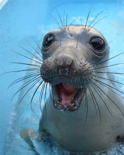 Smiling Seal So Cute Smile Cute Cute Animals Happy Animals Baby
