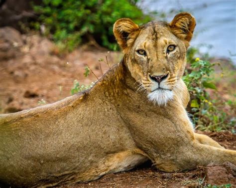 Home Of Elsa The Lioness In Kenya Meru National Park Kenya Tours
