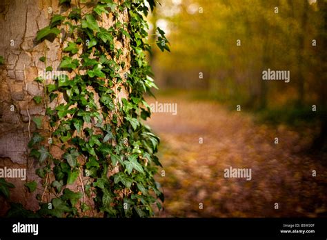 Lonely Woodland Path In Autumn Stock Photo Alamy