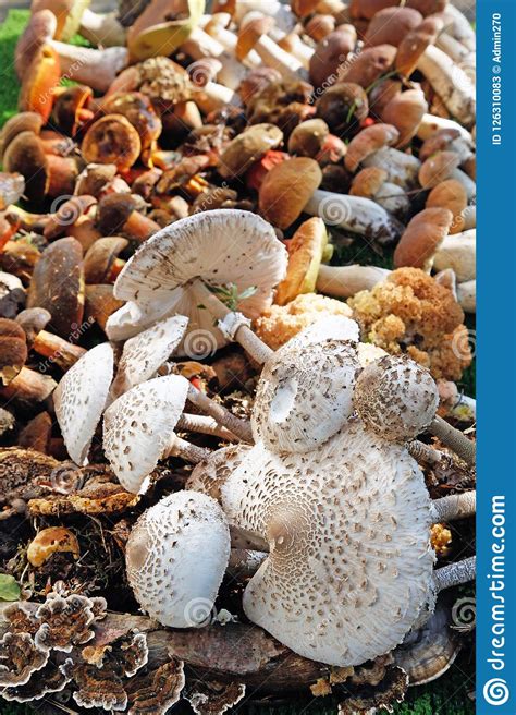 What Wild Mushrooms Are Edible All Mushroom Info