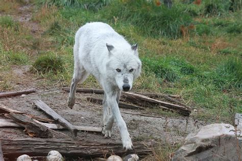 2560x1440px Free Download Hd Wallpaper Wolf Wolves Yellowstone