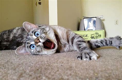 10 Greatest Cats Of The Internet Readers Digest