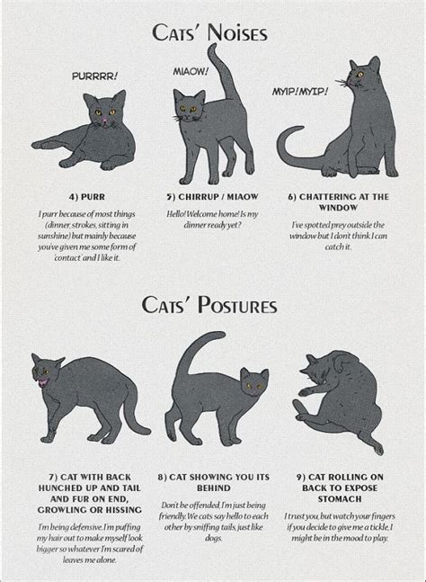 This is a page where i hope that you will be kind enough to give us the benefit our your experiences with cats; Infographic: Cat Behavior And Body Language Explained ...