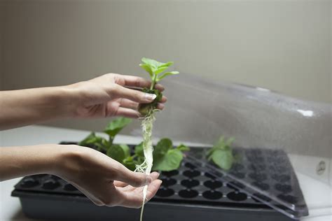 Add a sprig of mint to your glass of water or add fresh herbs to your soups. Beginner Plant Propagation Easy Guide - GROZINEGROZINE