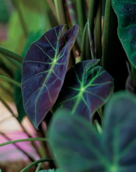 Colocasia Black Beauty Starter Plant 2 0 ALL STARTER PLANTS Etsy