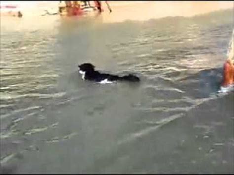A purrmaid, if you will. Cat Goes for a Swim in the Sea - YouTube