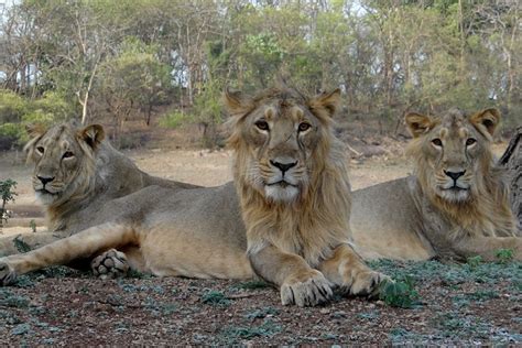 Gir National Park Tourism Wildlife Safari And Travel Guide To Gir