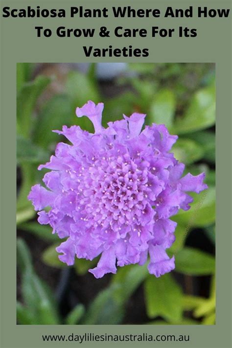 Are Scabiosa Plants Toxic To Cats And Dogs Are Scabiosa Pincushion