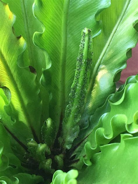 Ferns are one of the most primitive plants that have adapted themselves to changing environmental conditions. Tried it before, but no luck so far. Anyone know what ...