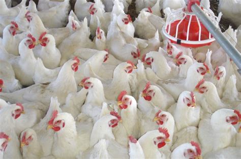 Poultry Farming Guide For Beginners Agri Farming