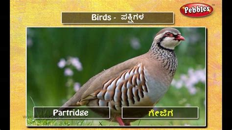 Birds are an important part of nature some birds fly. Speak Kannada Through English | Lesson - 06 Birds - YouTube