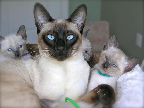 Apa Warna Anak Kucing Siam Lahir Semua Yang Perlu Anda Ketahui Fumi