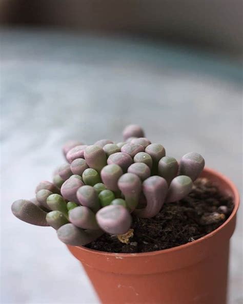 Baby Toes Succulent A Care Guide Sublime Succulents