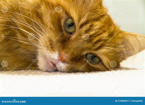 close up of a male long haired ginger cat stock image image of male cute 21894027
