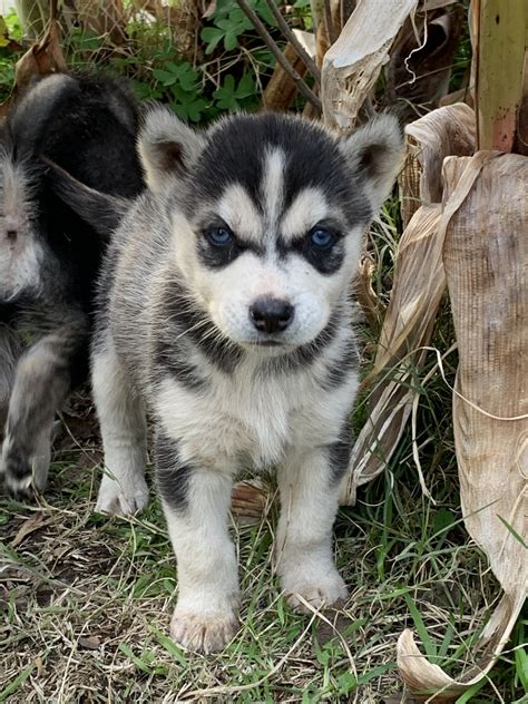 Akc registered siberian husky puppies. Siberian Husky Puppies For Sale | Woodlake, CA #321965
