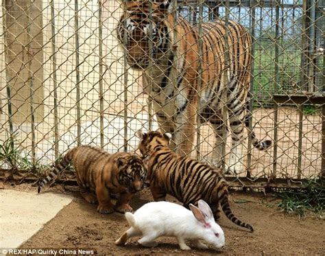 Zoo In China Tests Tigers Reflexes By Throwing In A Live Rabbit
