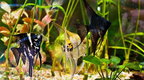 How often should you clean your fish tank? How to Clean Algae from a Fish Tank | Aquarium Care - YouTube