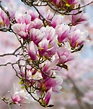 Magnolia Tree Wallpapers - Top Free Magnolia Tree Backgrounds ...