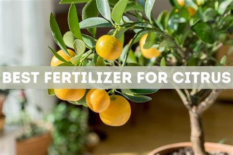The 12 Best Fertilizer For Citrus Trees 2020 Reviews Dedicated To