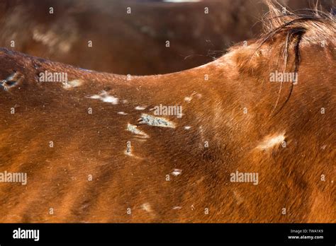 Domestic Horse Sore Spots Caused By Saddle On The Back Of A Chestnut