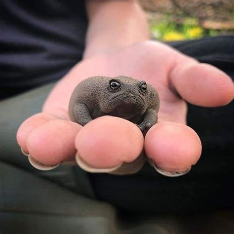These Adorable Black Rain Frogs Look Like Little Angry Avocados Dog