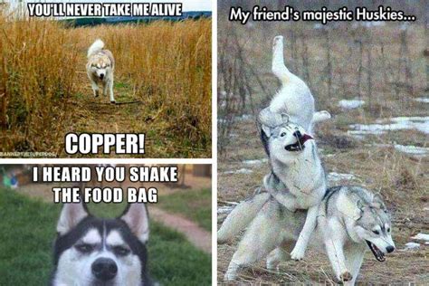 26 Of The Best Siberian Husky Memes American Kennel Club In 2021