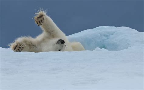Polar Bears Of Svalbard Svalbard Spitsbergen Archipelago Norway