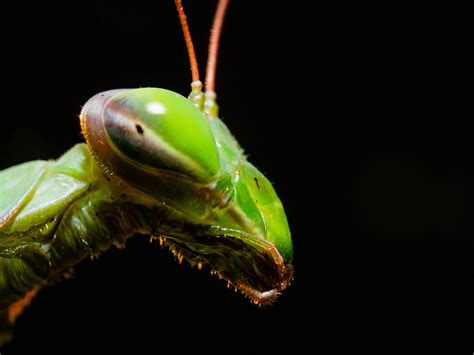 Free Mantis Images Pixabay