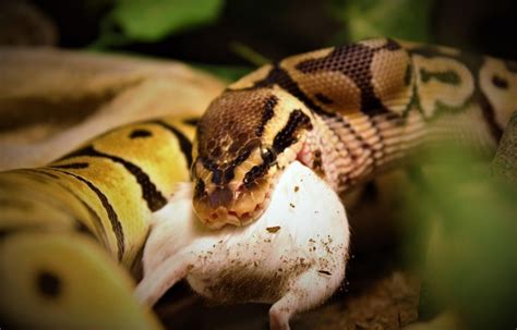 Ball Python Bite Does It Hurt What You Need To Know