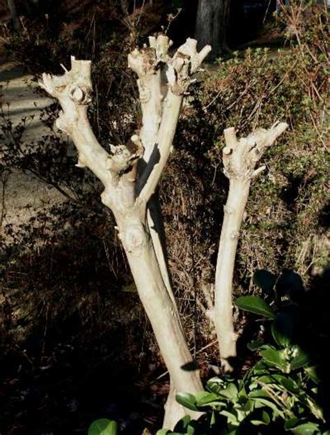 Crapemyrtle Pruned Poorly Pictures Walter Reeves The Georgia