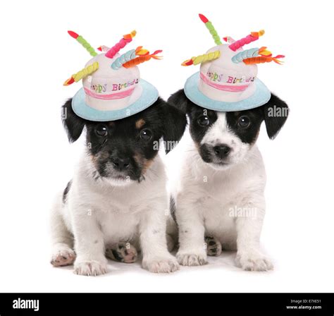 Puppies In Party Hats Dog Top Hat How To Make Happy Birthday Dog Hat