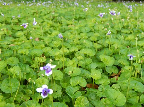 They have light green foliage that has a soft look, but. Flowering Ground Covers - Miss Smarty Plants