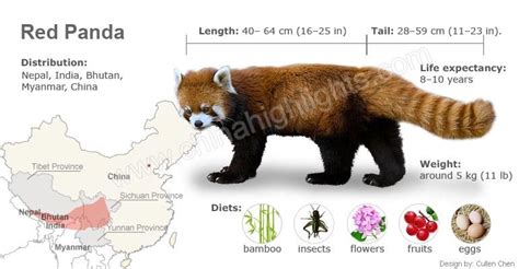 The Red Pandas In China Where Red Pandas Live Red Panda Panda Facts
