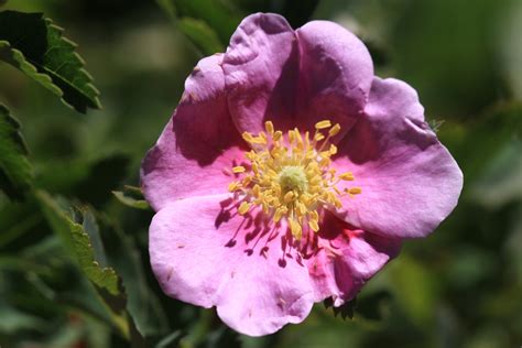 Filewild Rose Rosa Woodsii Closeup