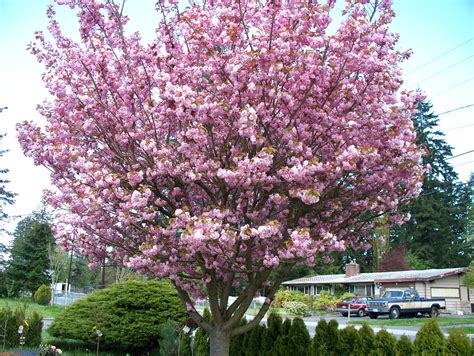 Tree growth is variable, okame flowering cherry prunus campanulata x prunus incisa 9. Last modified: May 11, 2015