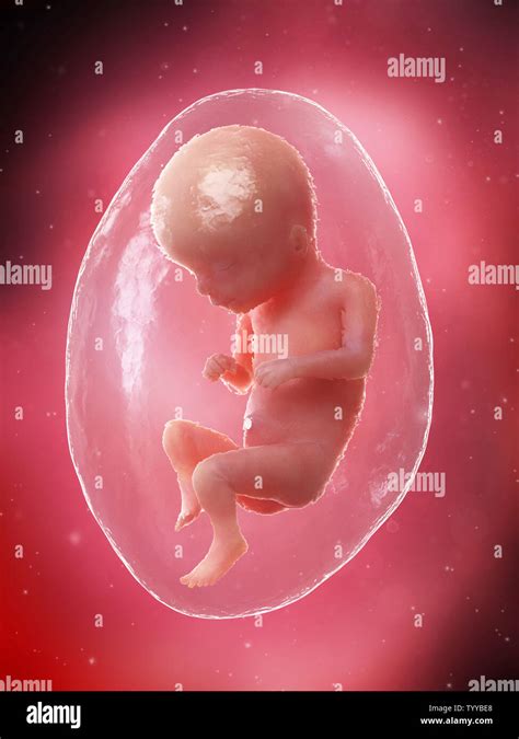 16 Week Fetus Hi Res Stock Photography And Images Alamy