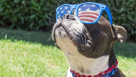 Fourth Of July Pet Safety Tips To Keep In Mind This Independence Day