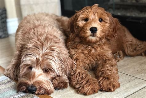 Each labradoodle puppy is like family and has been exposed to a variety of environments and. Shady Creek Australian Labradoodles - Labradoodle, Puppies ...