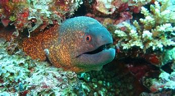 Moray synonyms, moray pronunciation, moray translation, english dictionary definition of moray. Slender Giant Moray: Lesson for Kids | Study.com