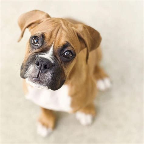 Boxer Information Including Pictures Training Behavior And Care Of