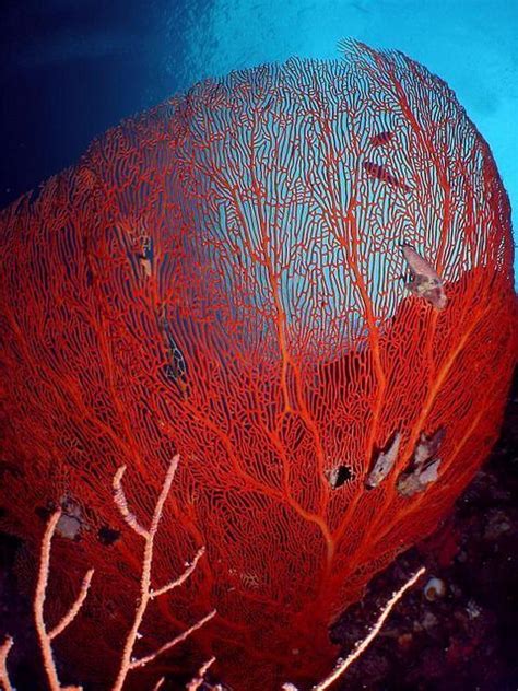 Deep Seaoceans 10 Sea Photo Ocean Creatures Beneath The Sea