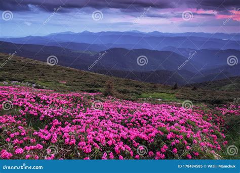 Dramatic Sky Pink Rhododendron Flowers Cover The Hills Meadow On