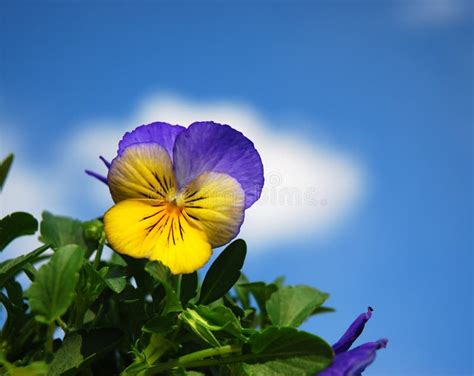13887 Pansies Stock Photos Free And Royalty Free Stock Photos From