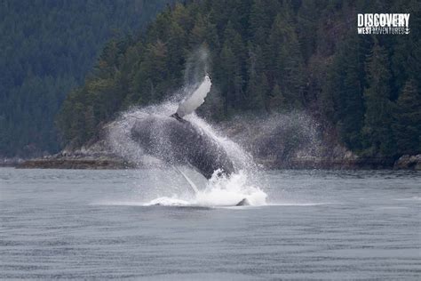 Campbell River Whale Watching Tours Discovery West Adventures