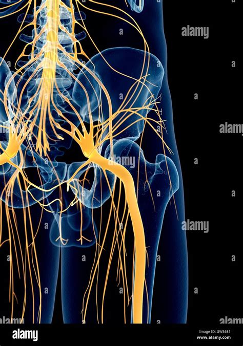 Human Sciatic Nerve Illustration Stock Photo Alamy